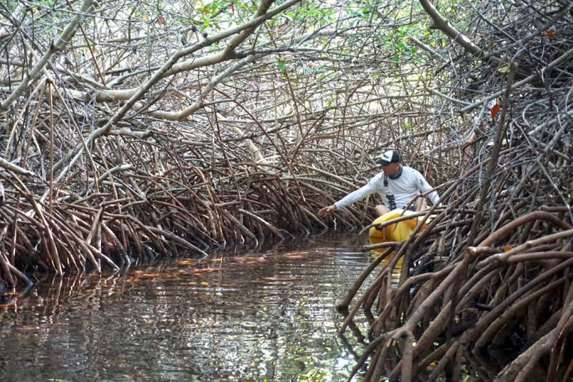       Study warns of overlooked  wetland loss across islands
