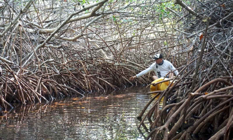       Study warns of overlooked  wetland loss across islands