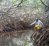       Study warns of overlooked  wetland loss across islands