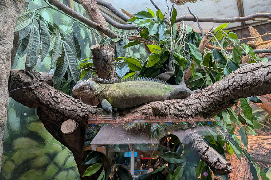 STENAPA park ranger visits  Blijdorp, checks on Iguanas