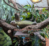 STENAPA park ranger visits  Blijdorp, checks on Iguanas