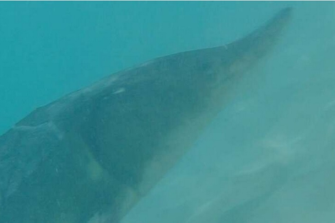       Rare marine  giant sighted