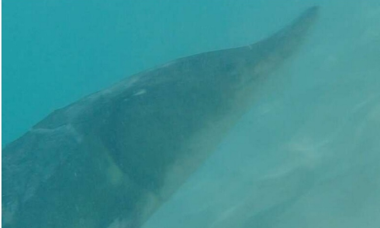       Rare marine  giant sighted