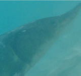       Rare marine  giant sighted