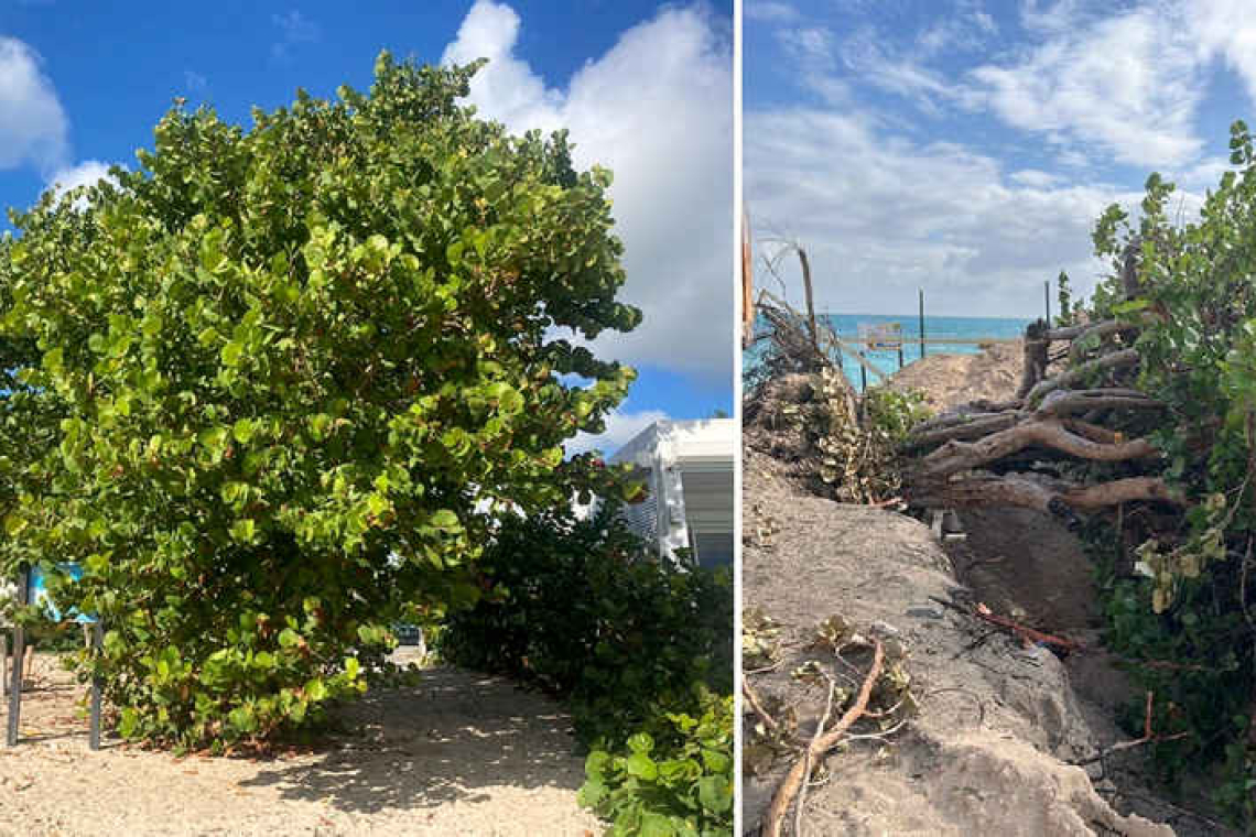       Sea Grape Tree destruction sparks  protest in Simpson Bay, roadblock