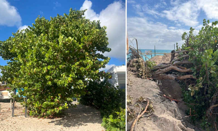       Sea Grape Tree destruction sparks  protest in Simpson Bay, roadblock