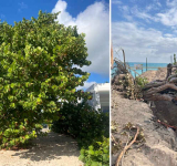       Sea Grape Tree destruction sparks  protest in Simpson Bay, roadblock