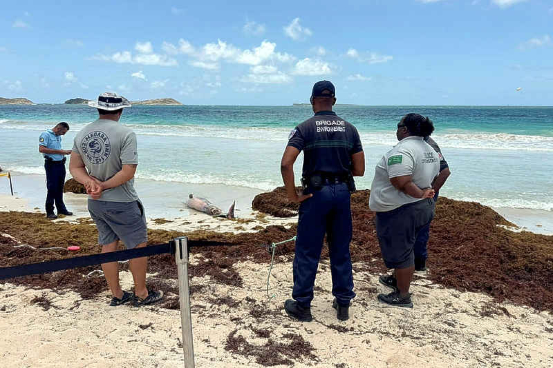 Two dolphins found stranded on  Orient Bay Beach, one deceased