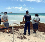 Two dolphins found stranded on  Orient Bay Beach, one deceased