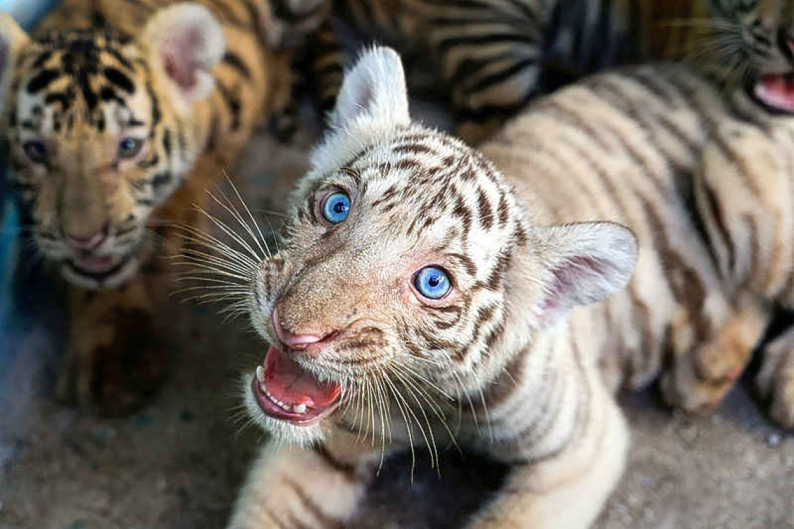 Cuban zookeepers celebrate birth  of Bengal tigers against all odds