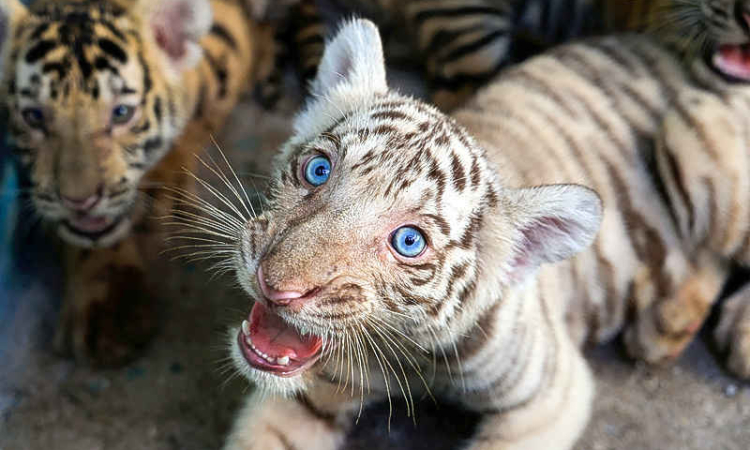 Cuban zookeepers celebrate birth  of Bengal tigers against all odds