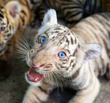 Cuban zookeepers celebrate birth  of Bengal tigers against all odds