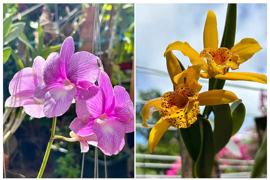 Ann De Temmerman on her passion for orchids, and how a long-held dream became a business