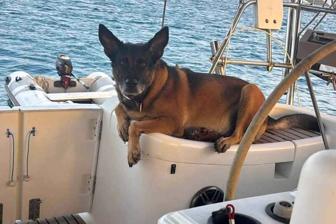 Missing German shepherd  Archie found safe on Saba