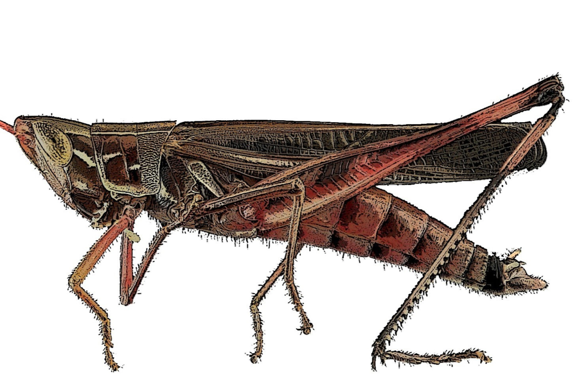 How many crickets must I eat?