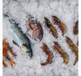 Ice machine soon for Simpson Bay Fish Market to better fish handling