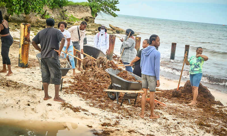 Sargassum removal  tops 3.6 million pounds