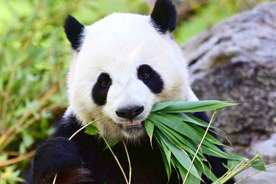 China's president says pandas will soon arrive in Atlanta