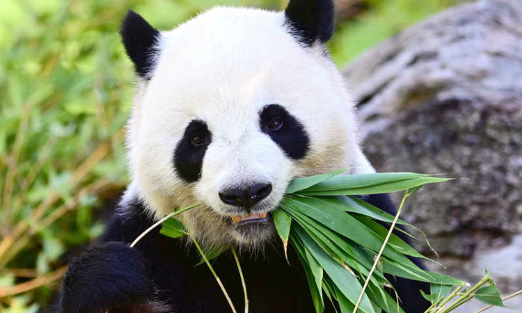 China's president says pandas will soon arrive in Atlanta