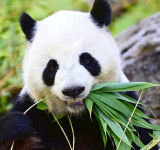 China's president says pandas will soon arrive in Atlanta