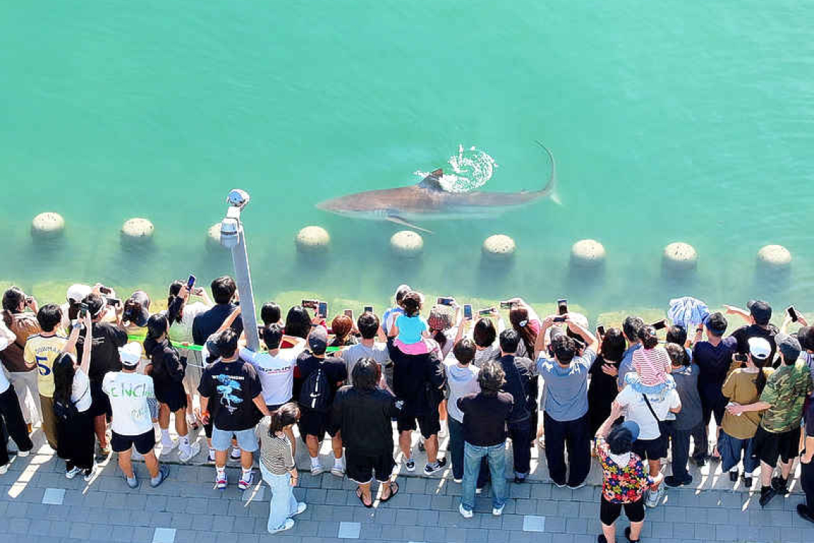 Shark stranded in South Korean canal  draws 600,000 visitors as rescue bid fails