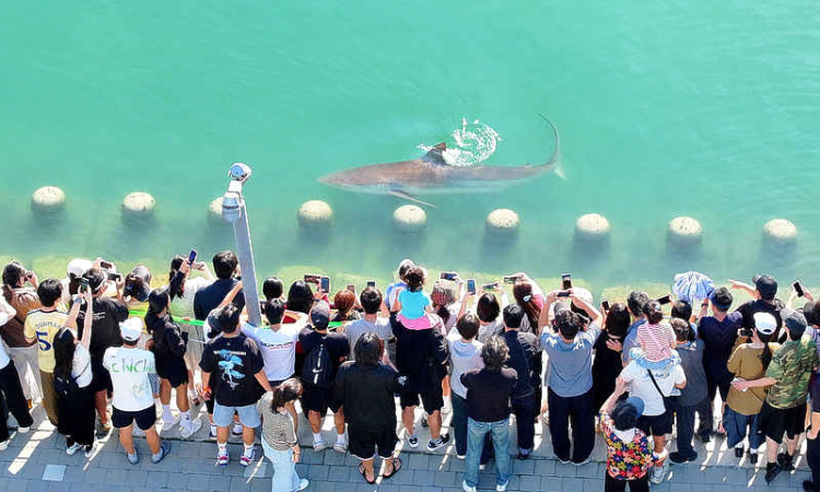 Shark stranded in South Korean canal  draws 600,000 visitors as rescue bid fails
