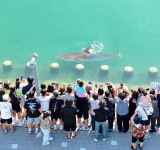 Shark stranded in South Korean canal  draws 600,000 visitors as rescue bid fails