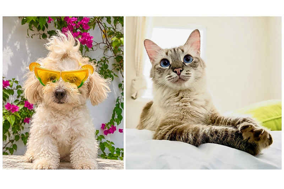 Winners of the Pet Picture Contest