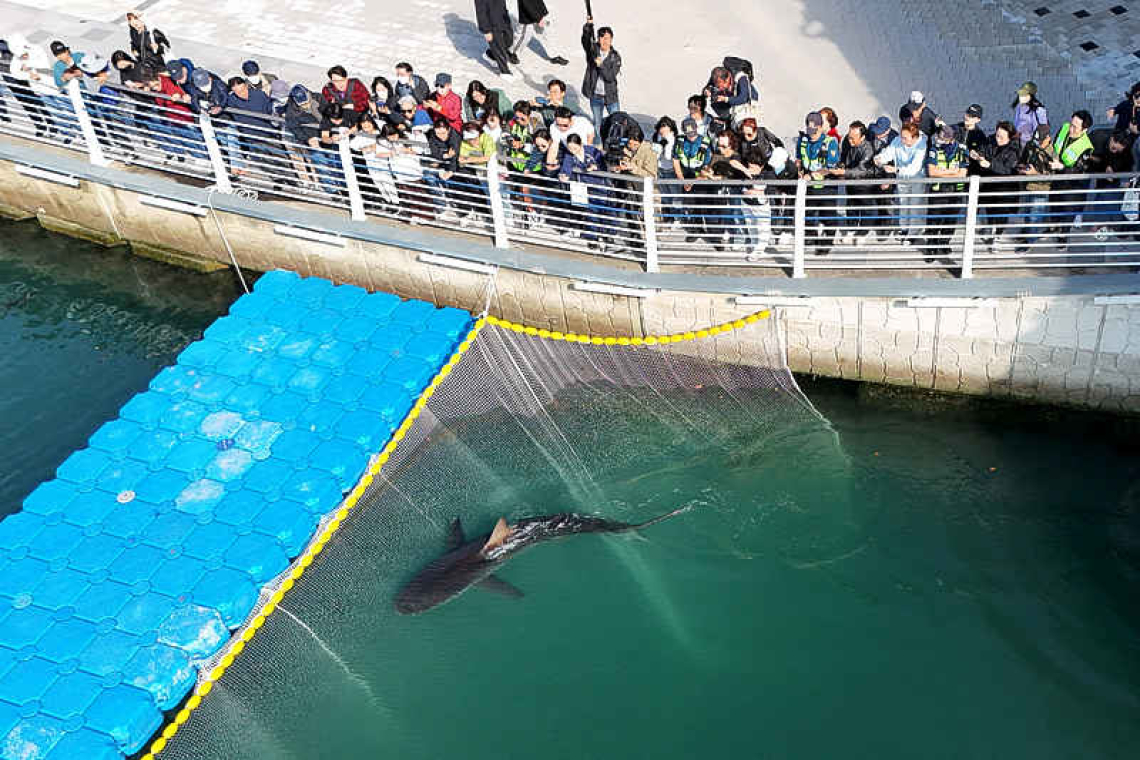 Shark returns to sea off South Korea after third rescue attempt