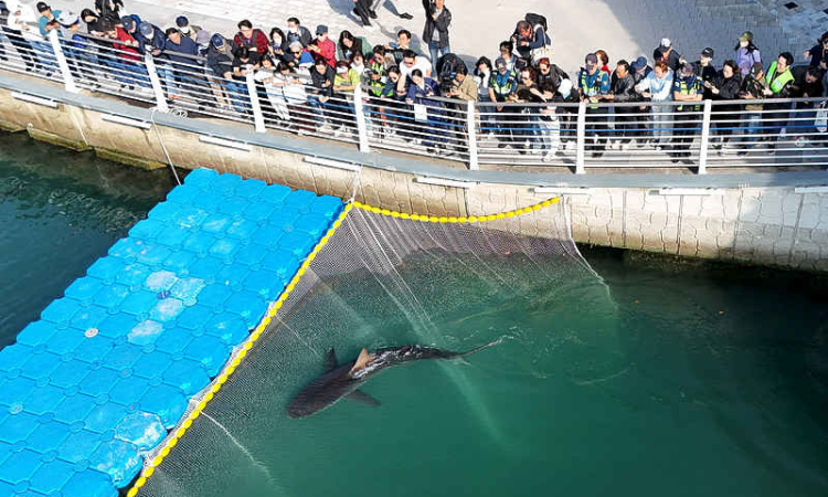Shark returns to sea off South Korea after third rescue attempt