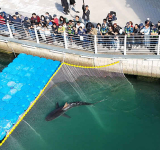 Shark returns to sea off South Korea after third rescue attempt